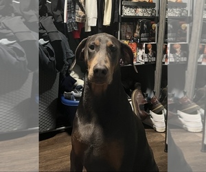 Mother of the Doberman Pinscher puppies born on 11/27/2025