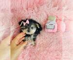 Small #4 Morkie