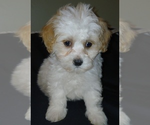 French Bulldog Puppy for sale in BURLINGTON, MA, USA