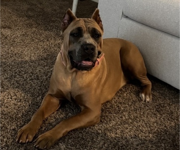 Medium Photo #1 Cane Corso Puppy For Sale in ELGIN, OK, USA
