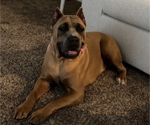 Mother of the Cane Corso puppies born on 12/21/2025