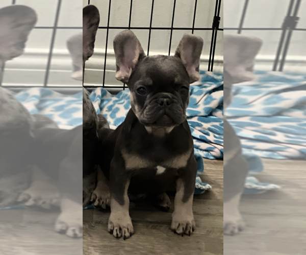 Medium Photo #1 French Bulldog Puppy For Sale in PADUCAH, KY, USA