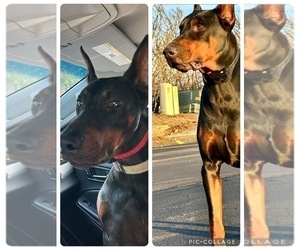 Doberman Pinscher Puppy for Sale in KERNERSVILLE, North Carolina USA