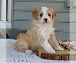 Small #2 Bernedoodle (Miniature)