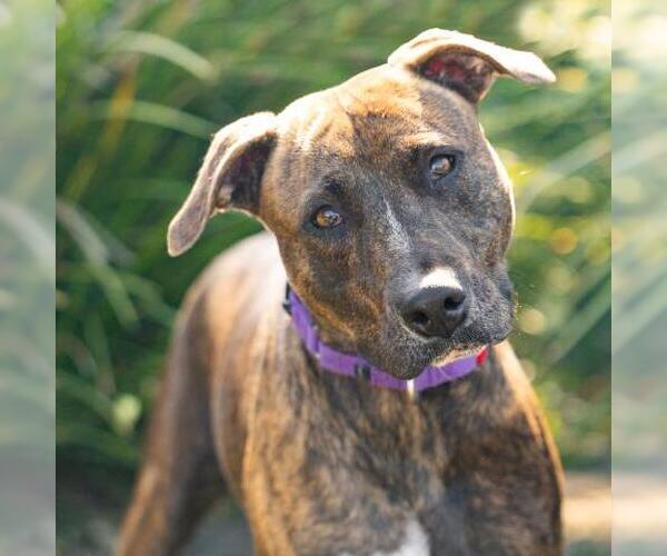 Medium Photo #2 Mutt Puppy For Sale in Camarillo, CA, USA