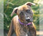 Small #1 Mutt