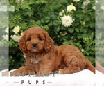 Small #4 Cavapoo
