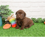 Small #1 Labrador Retriever