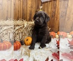 Image preview for Ad Listing. Nickname: Expecting AKC