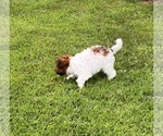 Small #5 Poochon