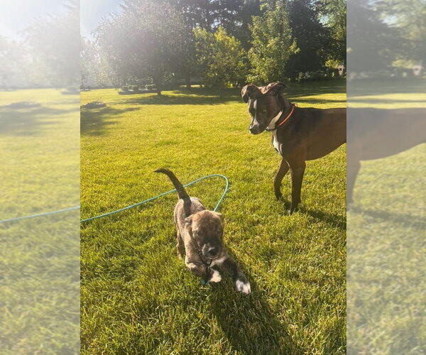 Medium Photo #1 Australian Shepherd-Unknown Mix Puppy For Sale in New London, WI, USA