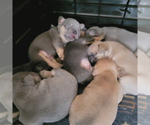 French Bulldog Litter for sale in ST FRANCIS, MN, USA