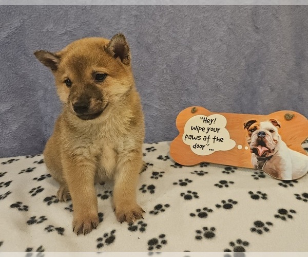 Medium Photo #6 Shiba Inu Puppy For Sale in EDINA, MO, USA