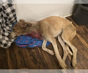 Border Collie-Unknown Mix Dogs for adoption in Pottstown, PA, USA