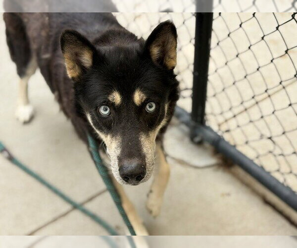 Medium Photo #2 Siberian Husky Puppy For Sale in Tulsa, OK, USA