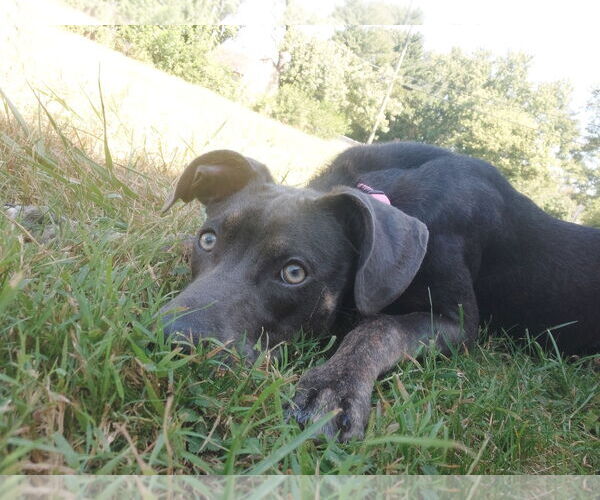 Medium Photo #6 Unknown-Weimaraner Mix Puppy For Sale in Columbus, IN, USA