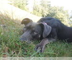 Small #5 Weimaraner Mix