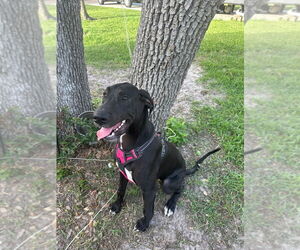 Great Dane Dogs for adoption in Bullard, TX, USA