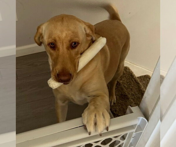 Medium Photo #2 Labrador Retriever Puppy For Sale in Sandy, UT, USA
