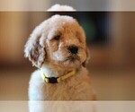 Small Photo #13 Poodle (Standard) Puppy For Sale in STANLEY, VA, USA