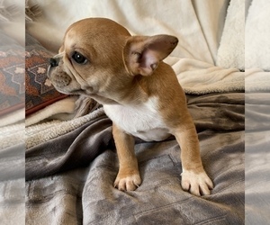 French Bulldog Puppy for sale in JOHNS ISLAND, SC, USA