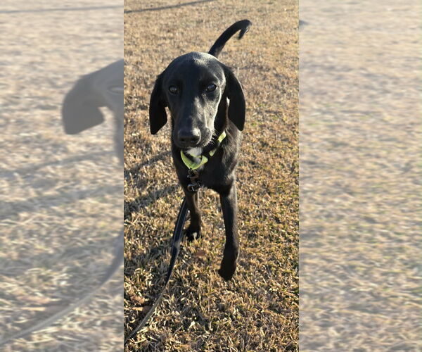 Medium Photo #4 Colonial Cocker Spaniel-Unknown Mix Puppy For Sale in Boston, MA, USA
