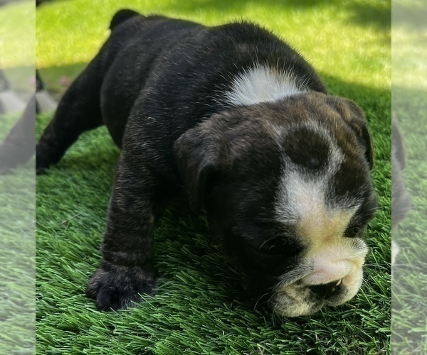 Medium Photo #13 Bulldog Puppy For Sale in STOCKBRIDGE, GA, USA