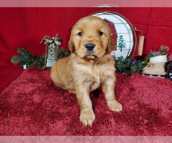 Medium Photo #7 Golden Retriever Puppy For Sale in BLACK FOREST, CO, USA