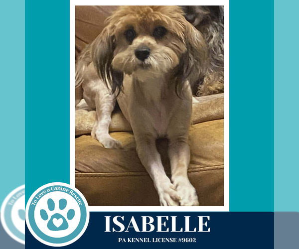 Medium Photo #4 Shih Tzu-Unknown Mix Puppy For Sale in Kimberton, PA, USA