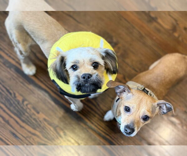 Medium Photo #11 Shiranian Puppy For Sale in Oakhurst, NJ, USA