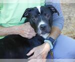 Small Staffordshire Bull Terrier Mix