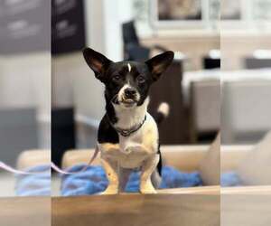 Chihuahua-Unknown Mix Dogs for adoption in Visalia, CA, USA