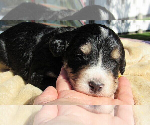 Medium Photo #5 Bernedoodle Puppy For Sale in BIG ROCK, IL, USA