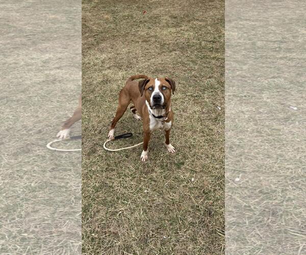 Medium Photo #3 American Staffordshire Terrier-Unknown Mix Puppy For Sale in Front Royal, VA, USA