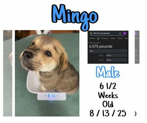 Mutt Dogs for adoption in Westwood, NJ, USA