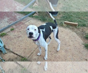 Mutt Dogs for adoption in Rustburg, VA, USA