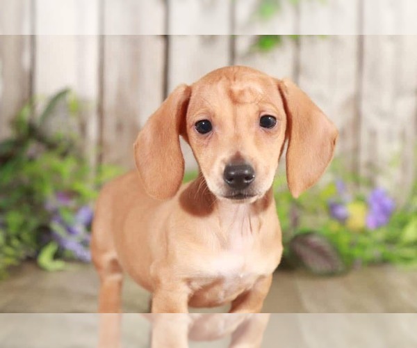 Medium Photo #2 Dachshund Puppy For Sale in MOUNT VERNON, OH, USA
