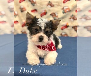 Yorkshire Terrier Puppy for sale in WINNSBORO, LA, USA