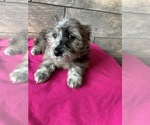 Small #2 Aussiedoodle-Poodle (Toy) Mix