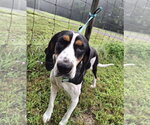 Small #2 Treeing Walker Coonhound Mix