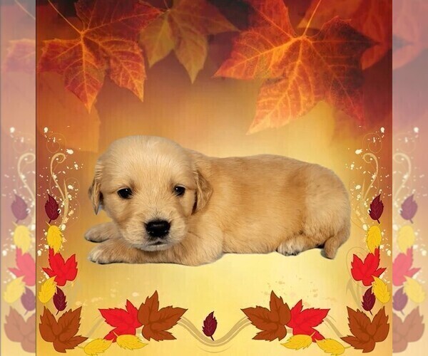 Medium Photo #10 Golden Retriever Puppy For Sale in FALCON, CO, USA