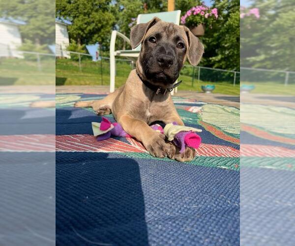 Medium Photo #9 Mutt Puppy For Sale in Rootstown, OH, USA
