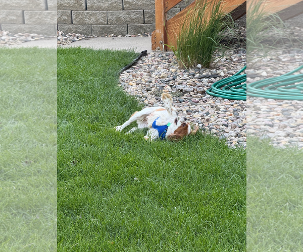 Medium Photo #3 Cavalier King Charles Spaniel Puppy For Sale in Sioux Falls, SD, USA