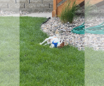 Small #2 Cavalier King Charles Spaniel