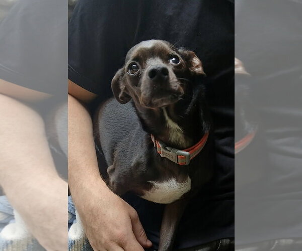 Medium Photo #4 Chiweenie Puppy For Sale in St. Louis Park, MN, USA