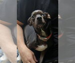 Small Photo #4 Chiweenie Puppy For Sale in St. Louis Park, MN, USA