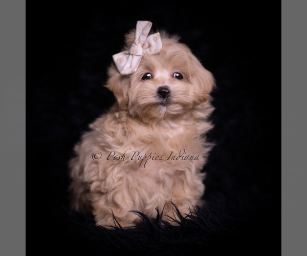 Medium Photo #103 Maltipoo (Miniature) Puppy For Sale in WARSAW, IN, USA