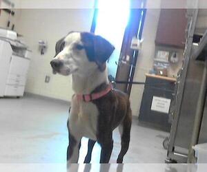 Medium Labrador Retriever Mix