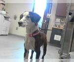 Small Labrador Retriever Mix