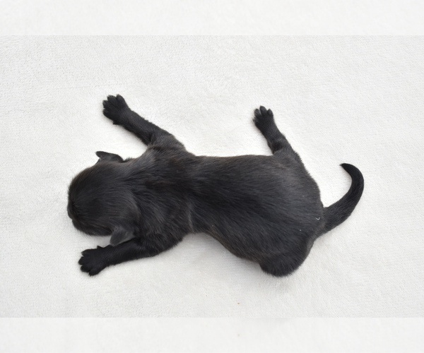 Medium Photo #5 Shih Aussie Puppy For Sale in PALM COAST, FL, USA